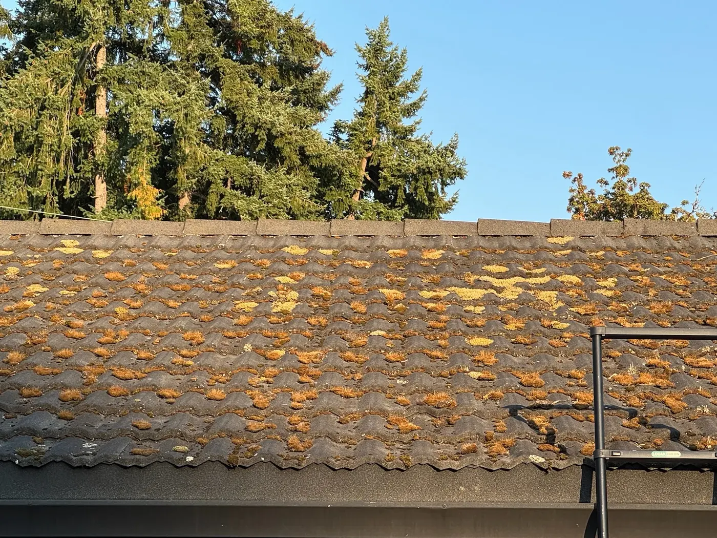 Moss remediation & tune-up - Composition shingle project in Greater Seattle area
